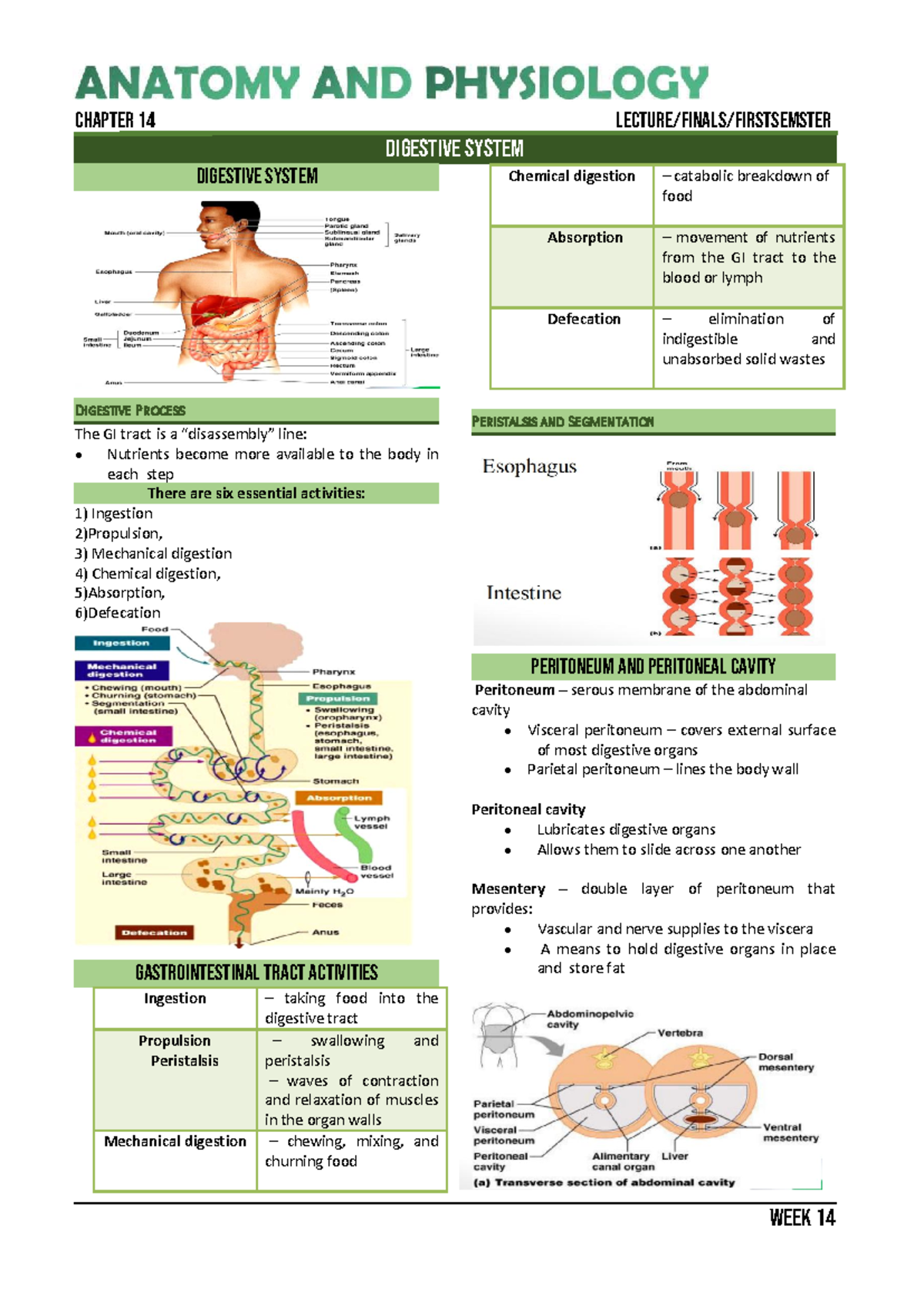 WEEK 14 CHAPTER 14 DIGESTIVE SYSTEM NOTES - Studocu
