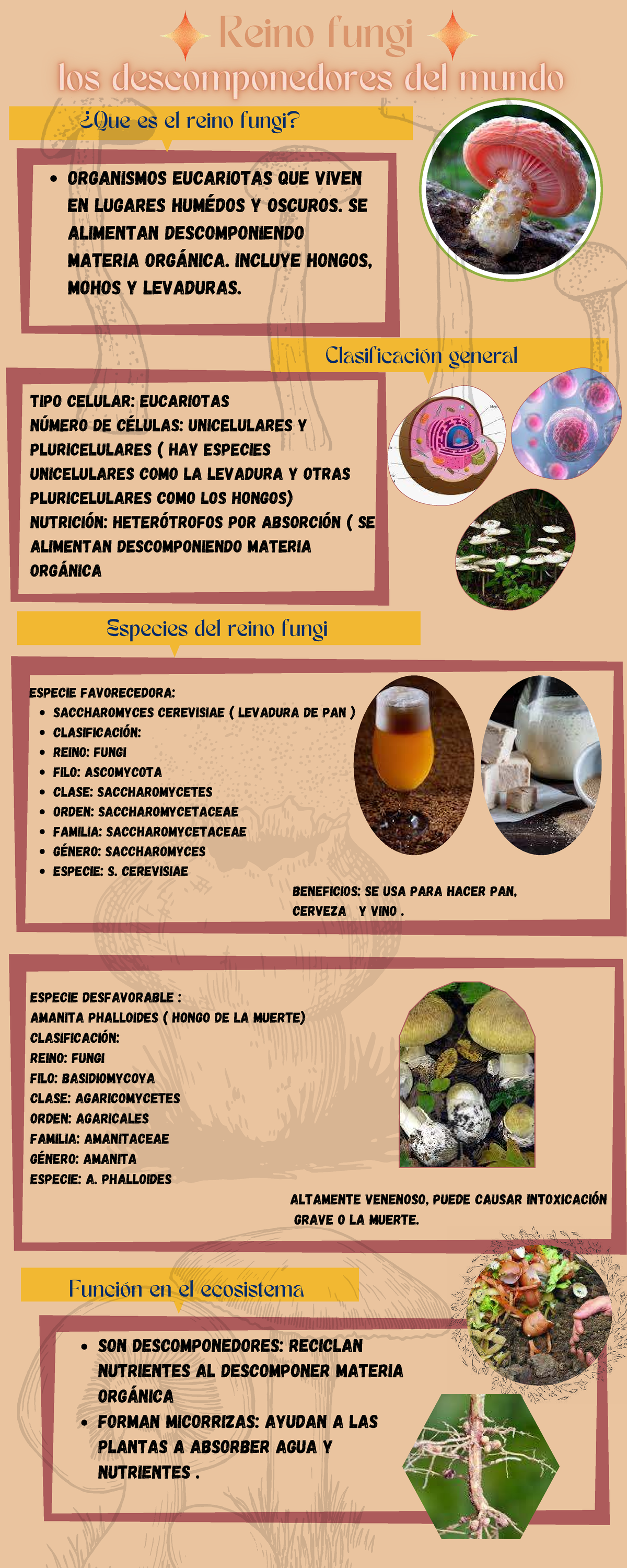 Afiche del Reino Fungi: Organismos Eucariotas y su Clasificación - Studocu