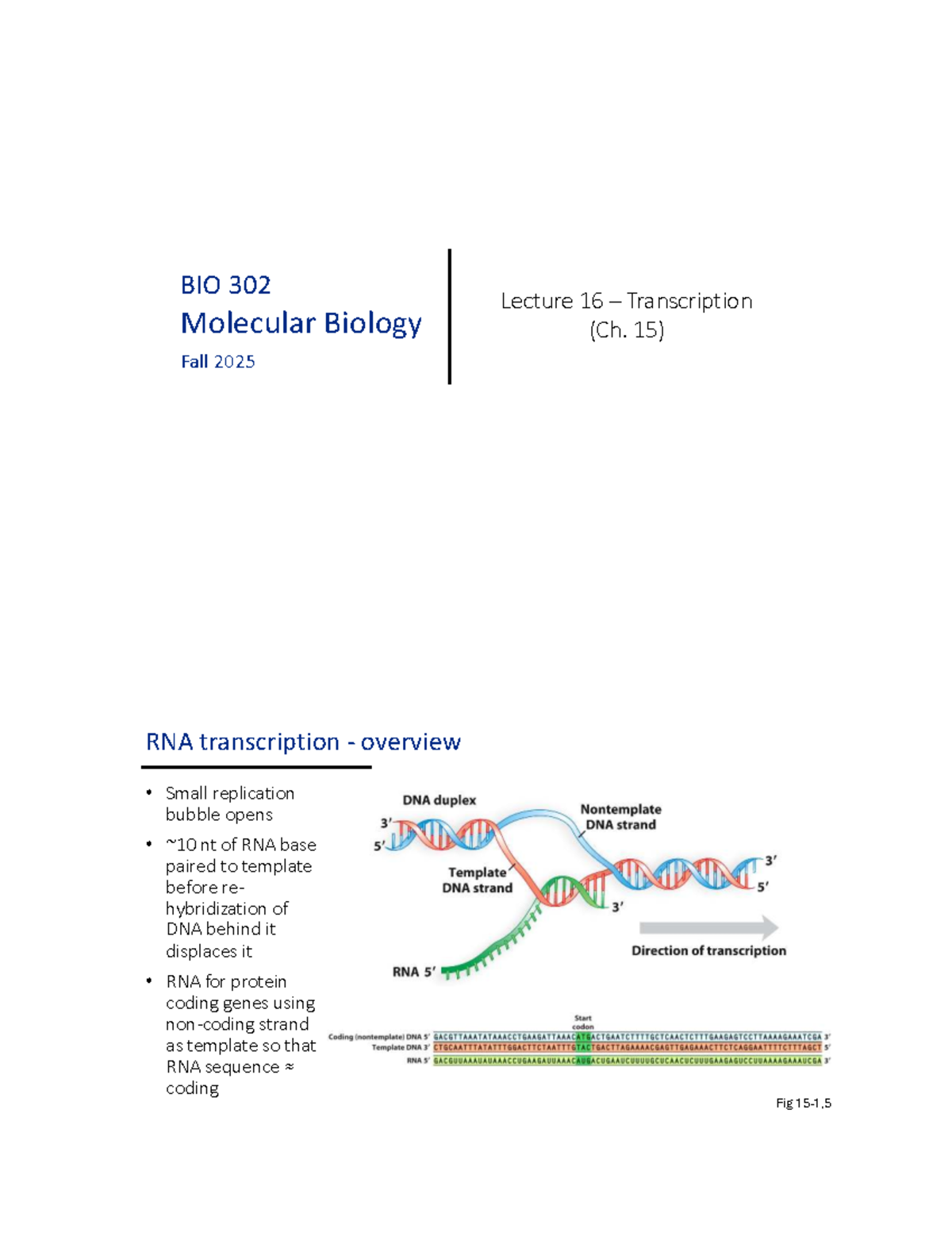 BIO 302 Lecture 16: Overview of RNA Transcription Mechanisms - Studocu