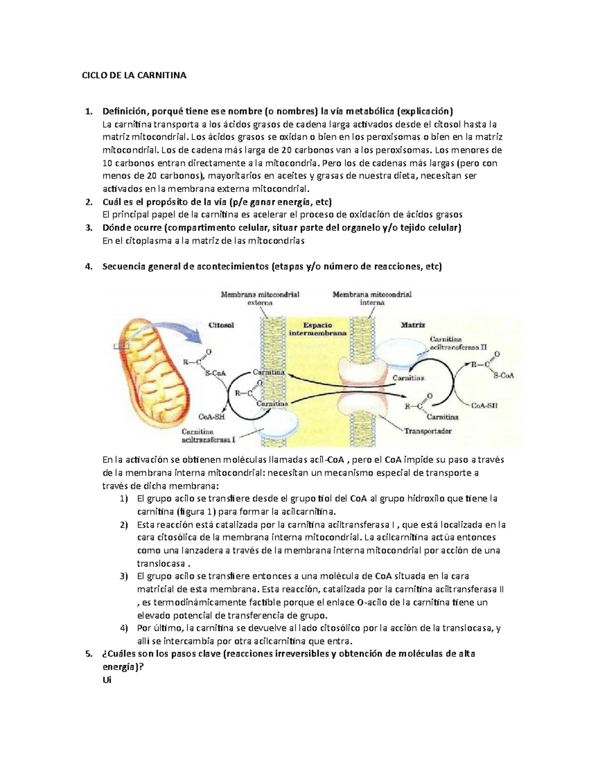 l carnitina mecanismo de accion Mitos: L-Carnitina main image 1