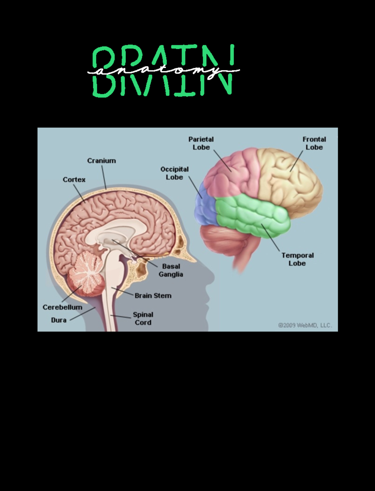 Summary of Brain Anatomy: Focus on Subcortical Structures - Studocu