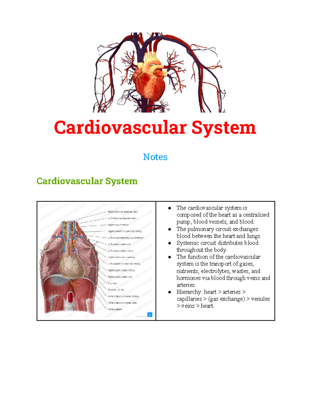 Cardiovascular System Notes: Structure, Function, and Disorders - Studocu