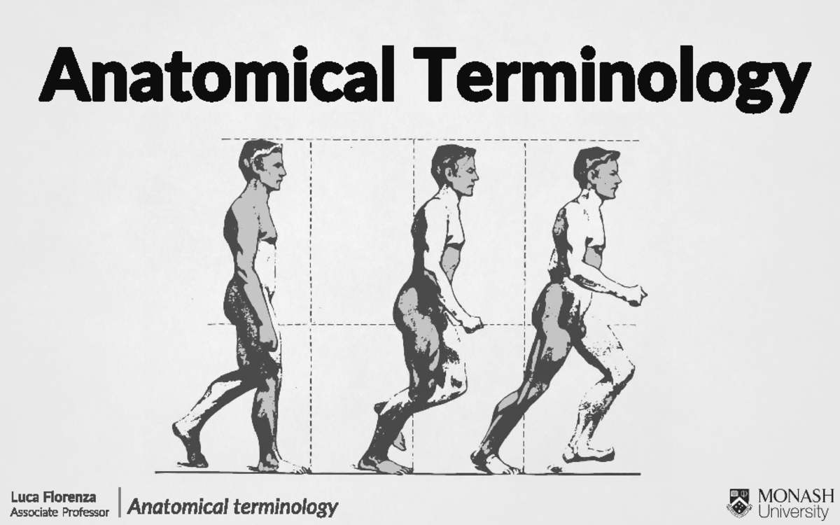 Anatomical Terminology Lecture Notes - MONASH University - Studocu