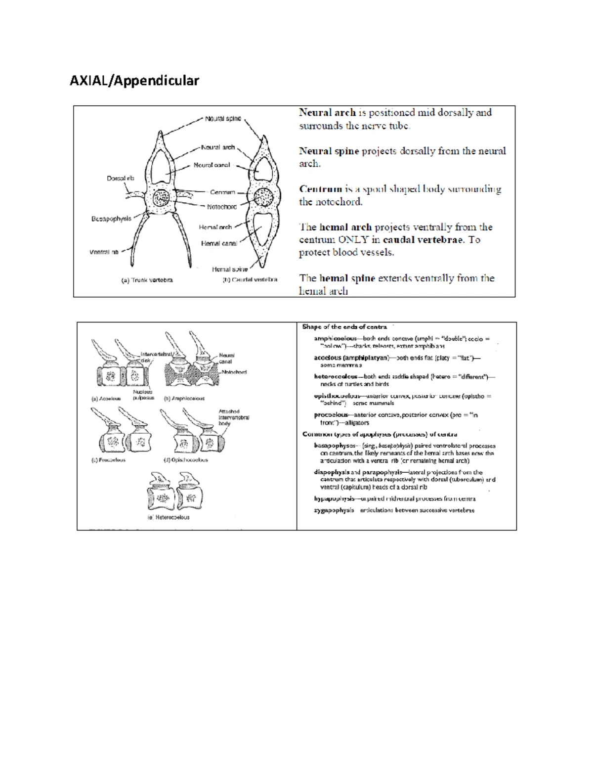 Bio 225 Verts Practical 2 - DENTITION Tooth Shape Homodont teeth - all ...