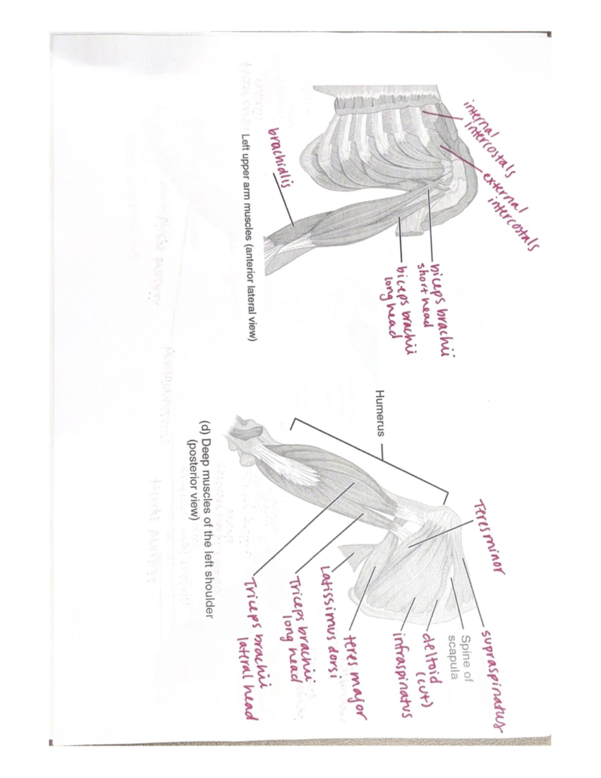 External - muscle notes - Studocu