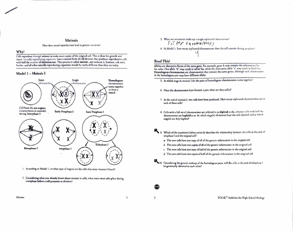 Meiosis Study Guide for High School Biology (Model 1-5) - Studocu