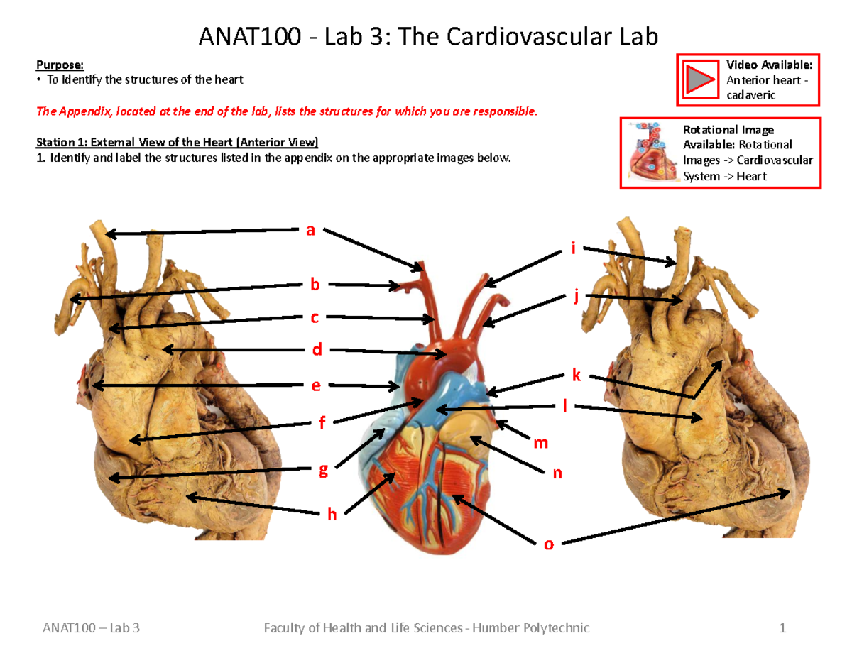 ANAT100 Lab 3: Exploring the Cardiovascular System Structures - Studocu