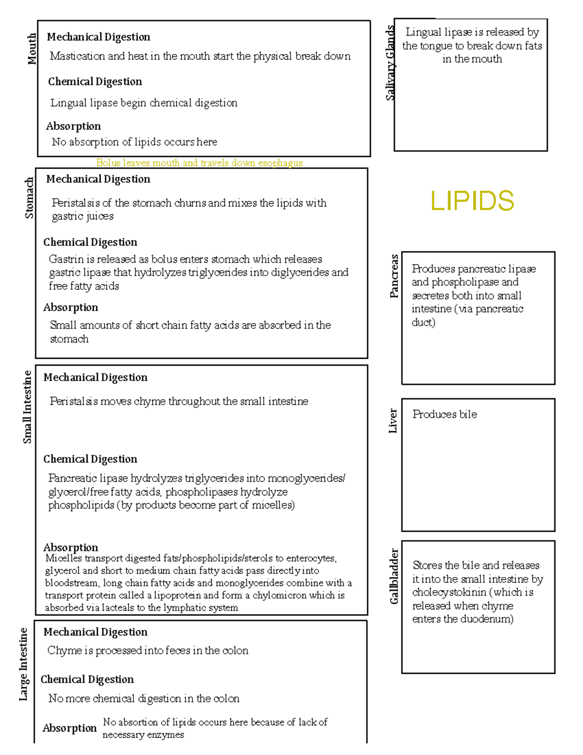 Biochemical Processes of Digestion: An Overview for Biology 101 - Mouth ...