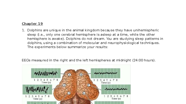 Problem Set Ch 19 Dolphin Sleep Patterns Circadian Rhythms Studocu