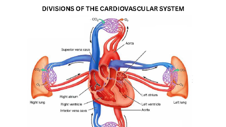 Cardiovascular System Heart (Flashcards) - Anatomy and Physiology 1 ...