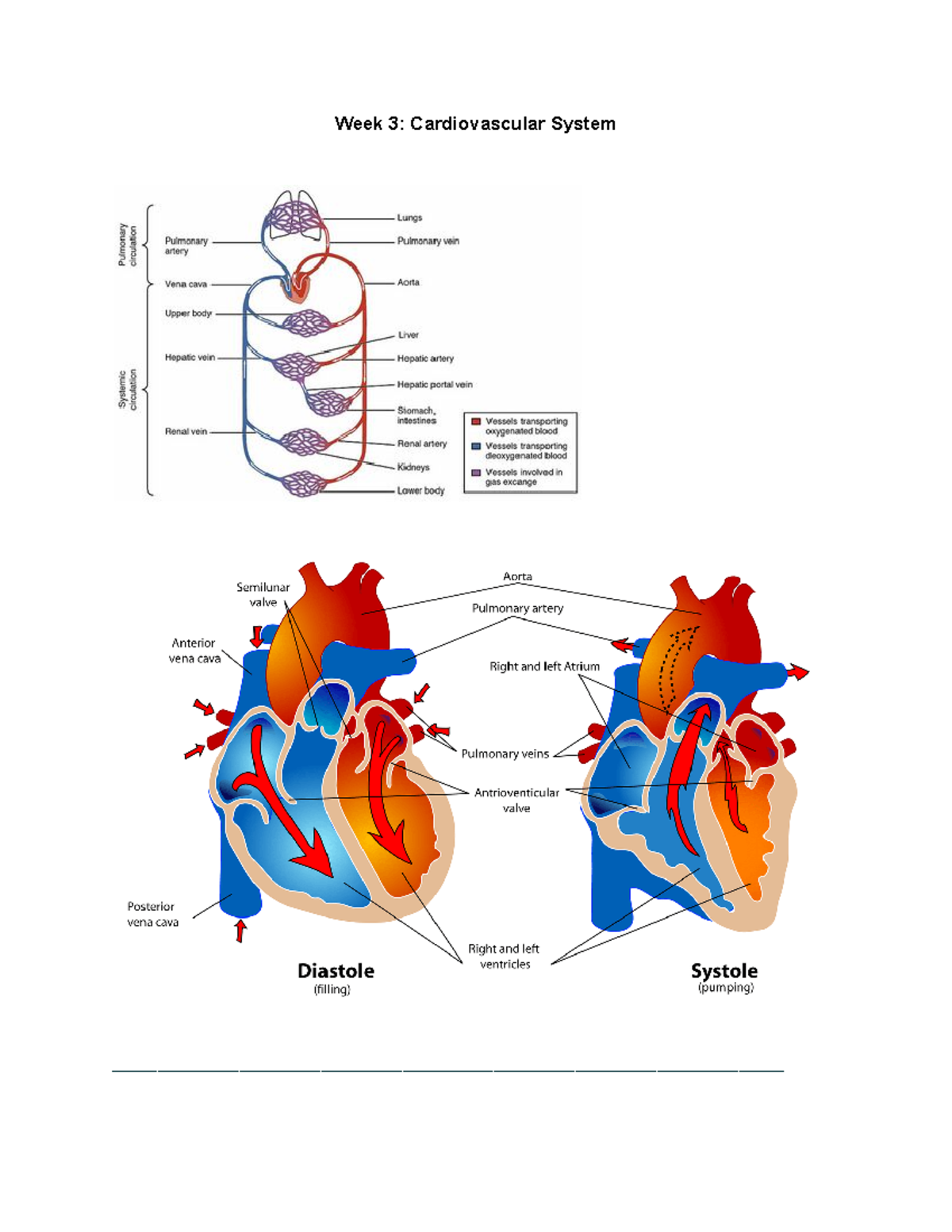 Midterm - Cardiac Notes - Week 3: Cardiovascular System - Studocu