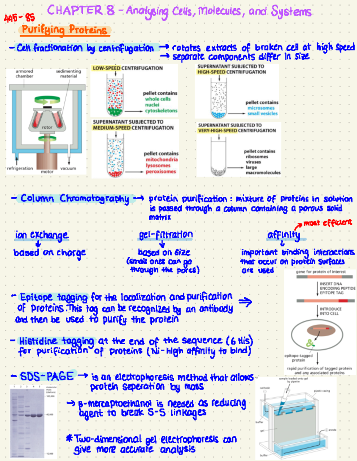 Molecular Biology of the Cell - Chapter 8 & 9 Summary Notes - Studeersnel
