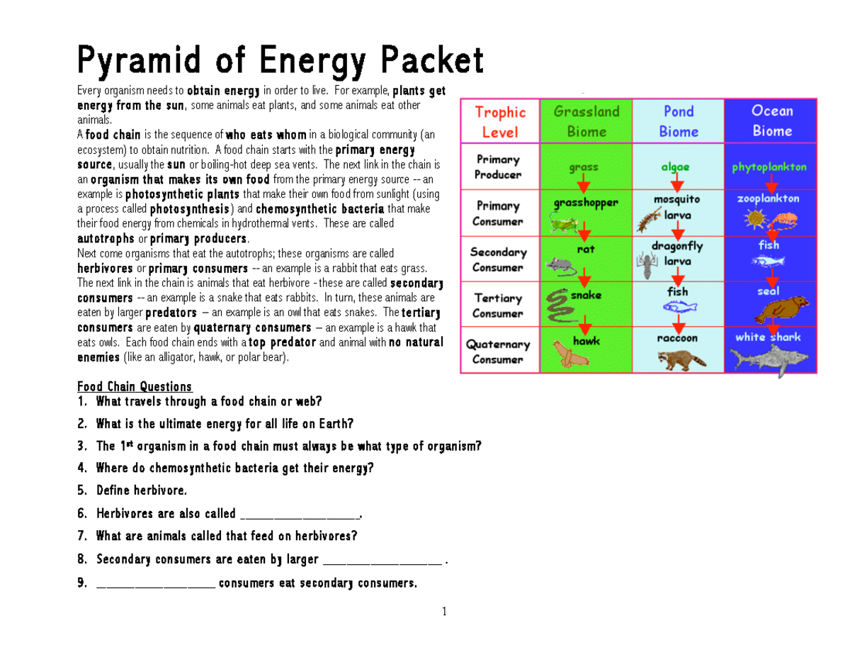 Pyramid of Energy Worksheet - 1 Pyramid of Energy Packet Every 