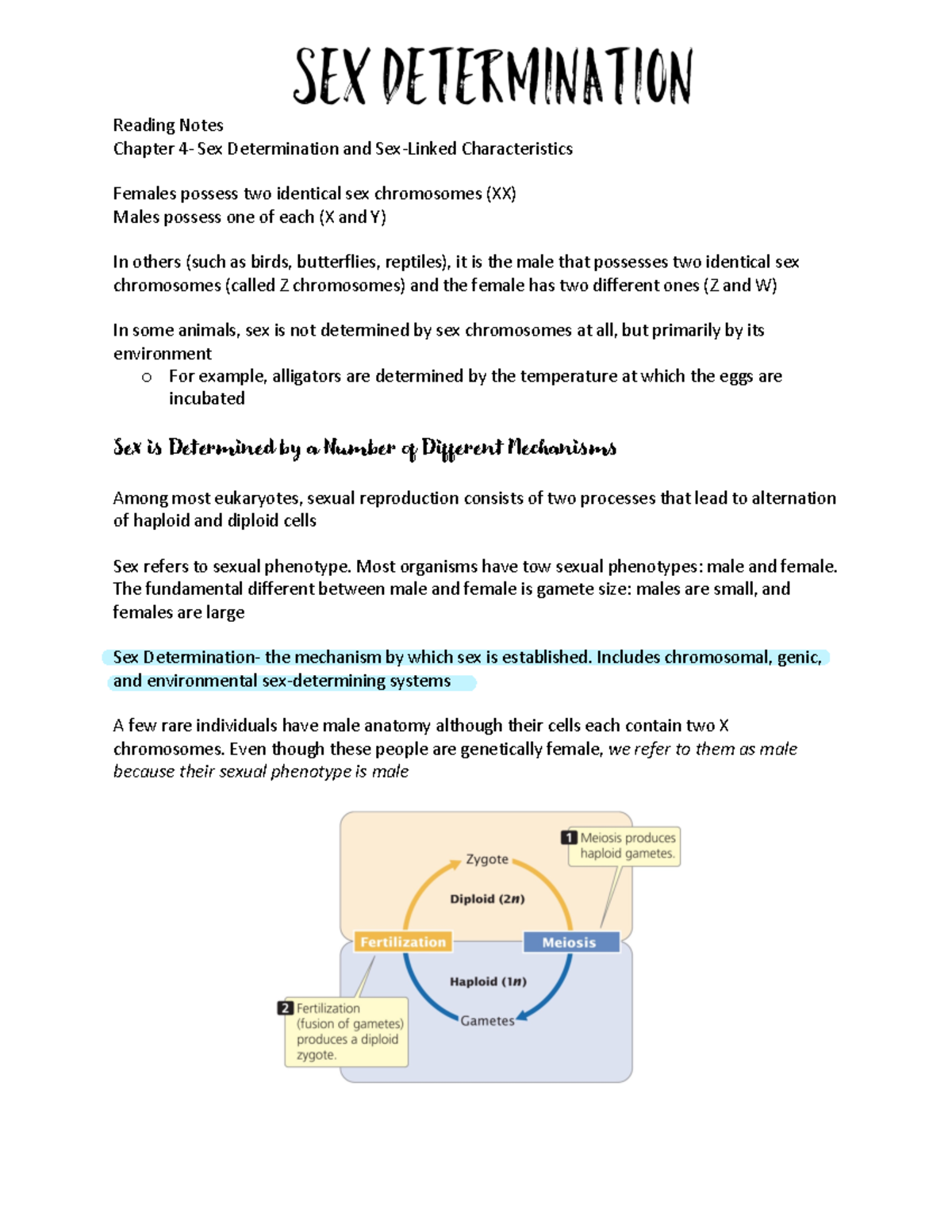 Genetics Chapter 4 Notes: Mechanisms of Sex Determination PDF - Studocu