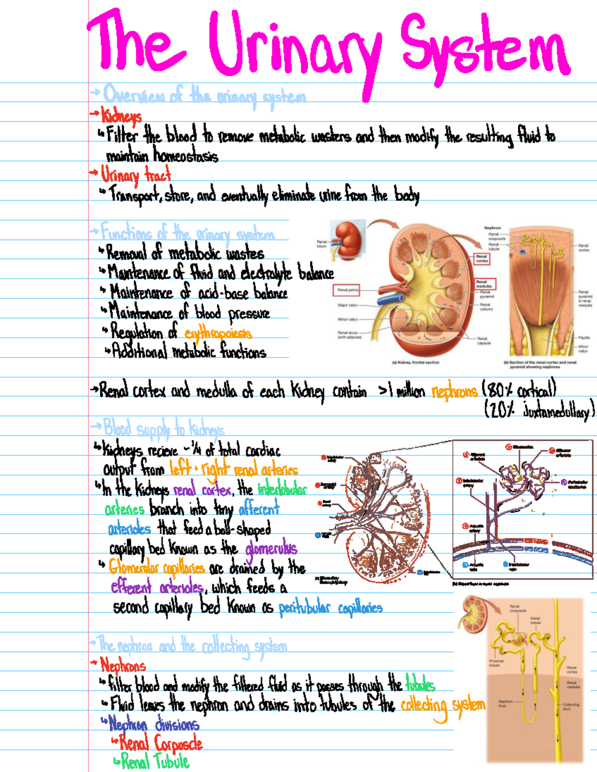 Urinary System Overview: Key Functions and Physiology Notes - Studocu