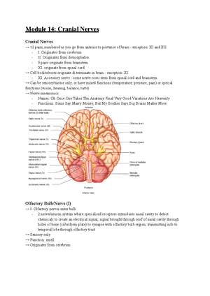 Skeletal System (25 - 27, 30 - 34) - Axial skeleton & hyoid bone Module ...