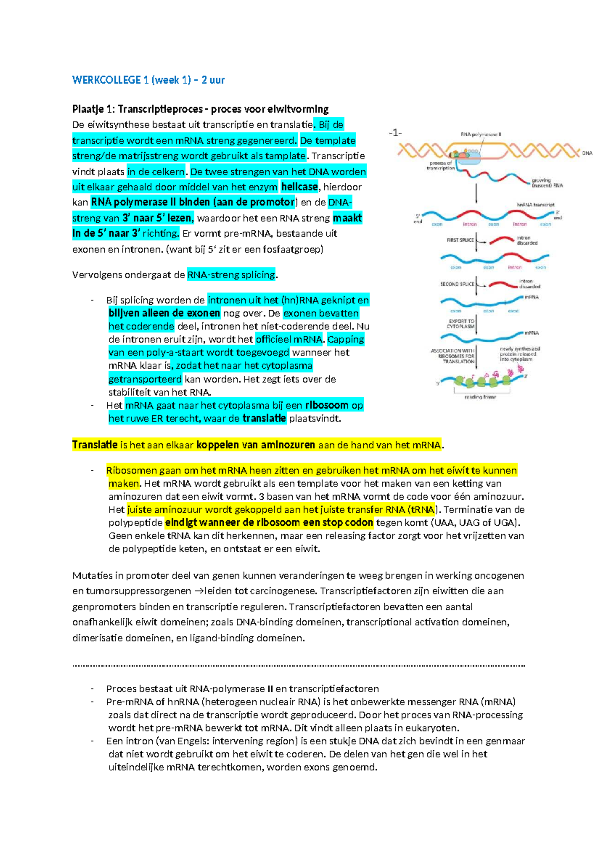 BA304 WC1 - Werkcollege 1: Transcriptie en Translatie van Eiwitsynthese ...