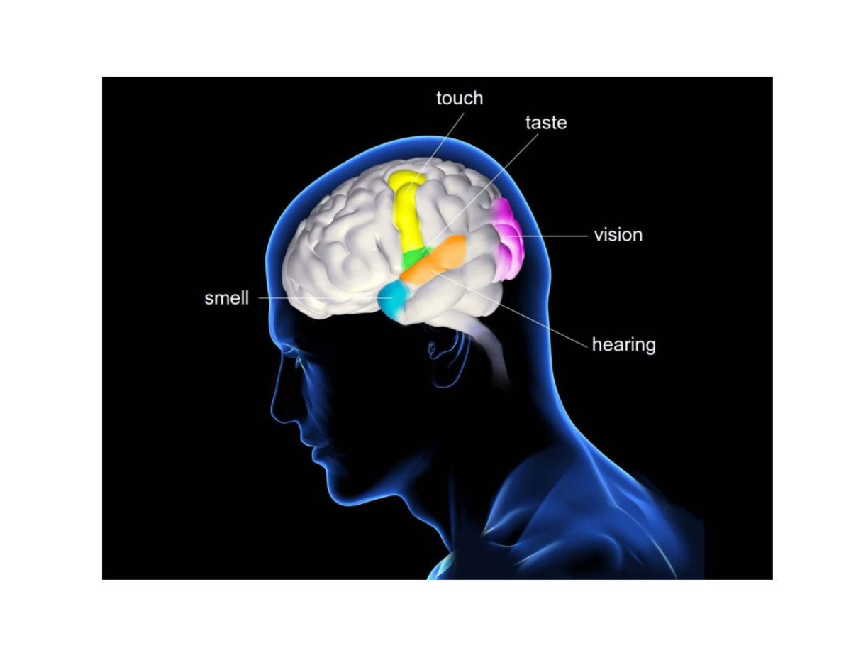 Taste Pathways and Transduction: An In-Depth Study of Gustation - SIGHT ...