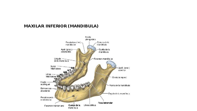 Maxilar Inferior (MANDIBULA): Detalles Anatómicos y Nervios - Studocu
