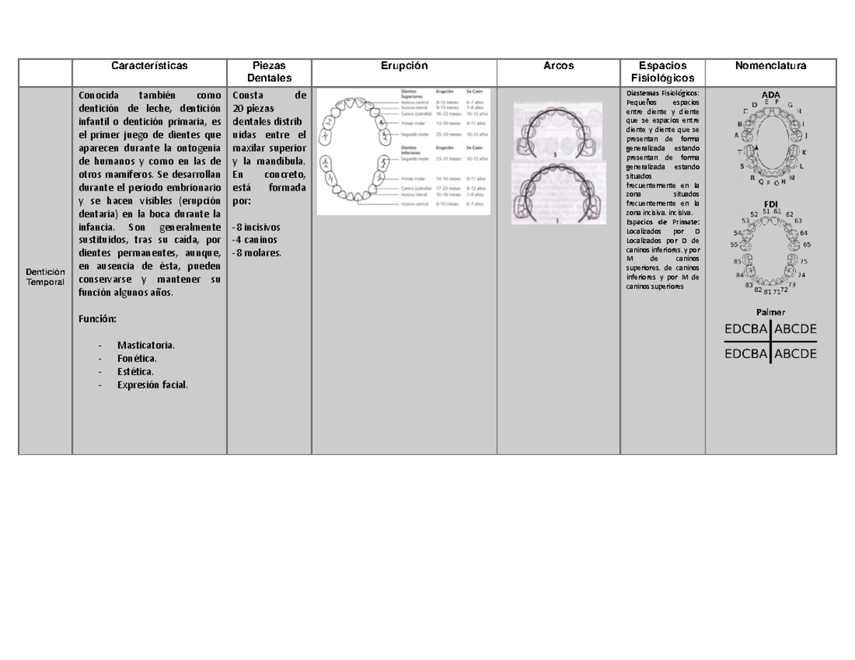 Cuadro comparativo de Denticion Temporal y Permanente 1