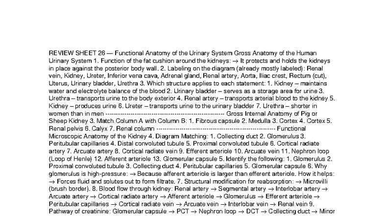 Functional Anatomy of the Urinary System - Review Sheet 26 - Studocu