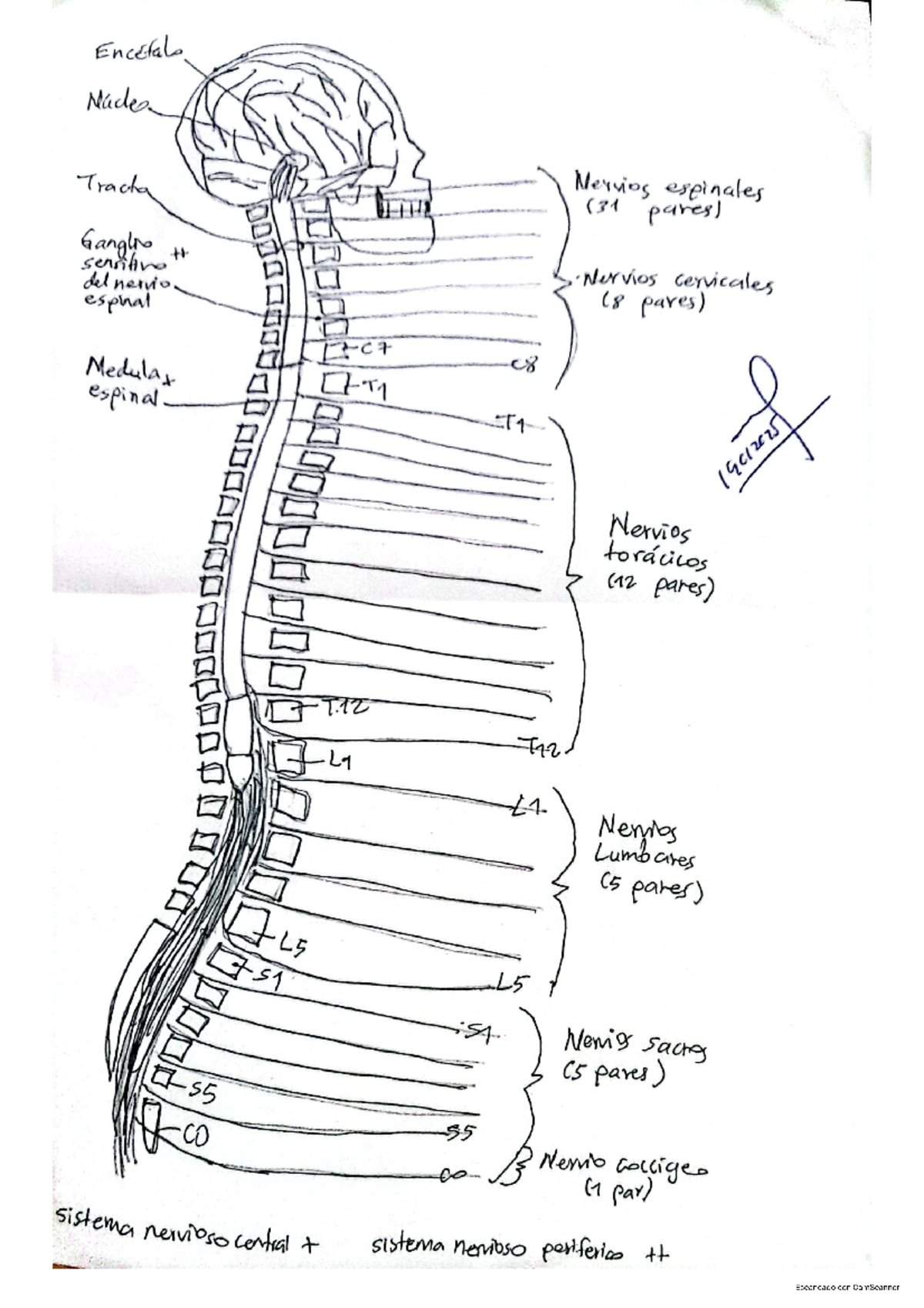 Nervios y pares craneales - Anatomia y Fisiologi - Encetals Nade Tracha ...