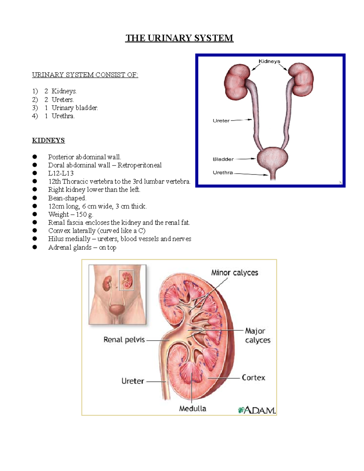 1 The Urinary System - Copy - THE URINARY SYSTEM URINARY SYSTEM CONSIST ...