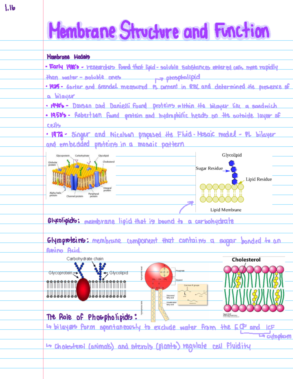 116 Membrane Structure and Function: Key Concepts and Models - Studocu