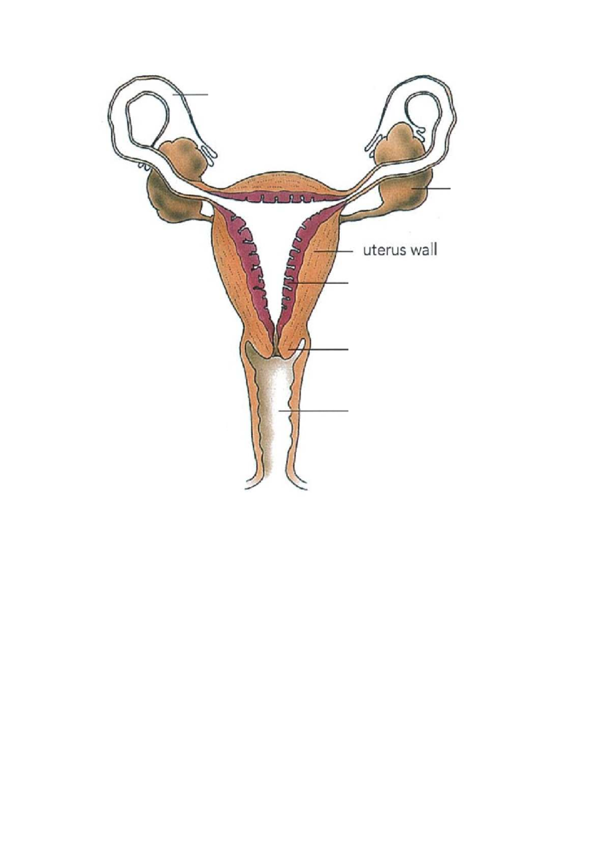 C15 Human Reproduction: Hormonal Levels and Tissue Analysis - Studocu
