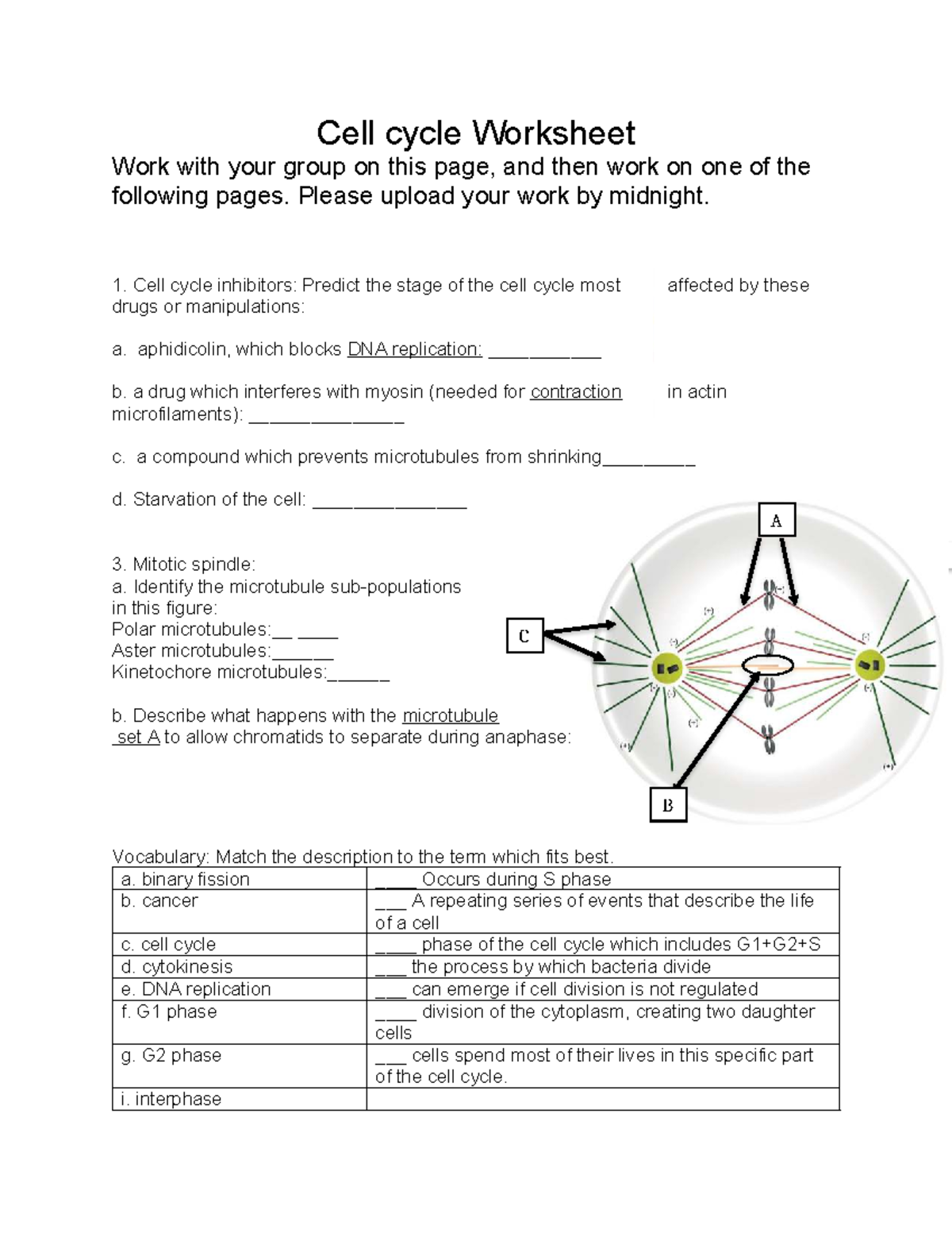 Mitosis Worksheet - Bio 205: Cell Cycle Analysis and Inhibitors - Studocu