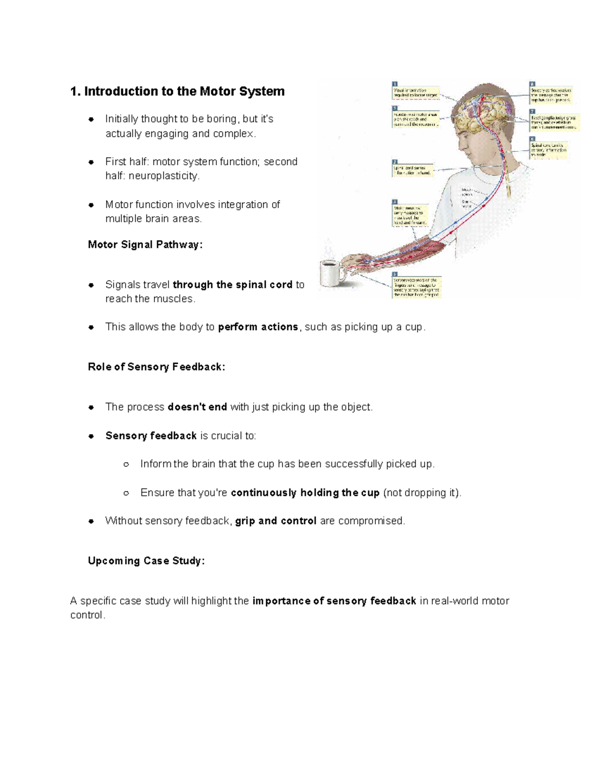 Motor Function and Neuroplasticity: Understanding the Motor System ...