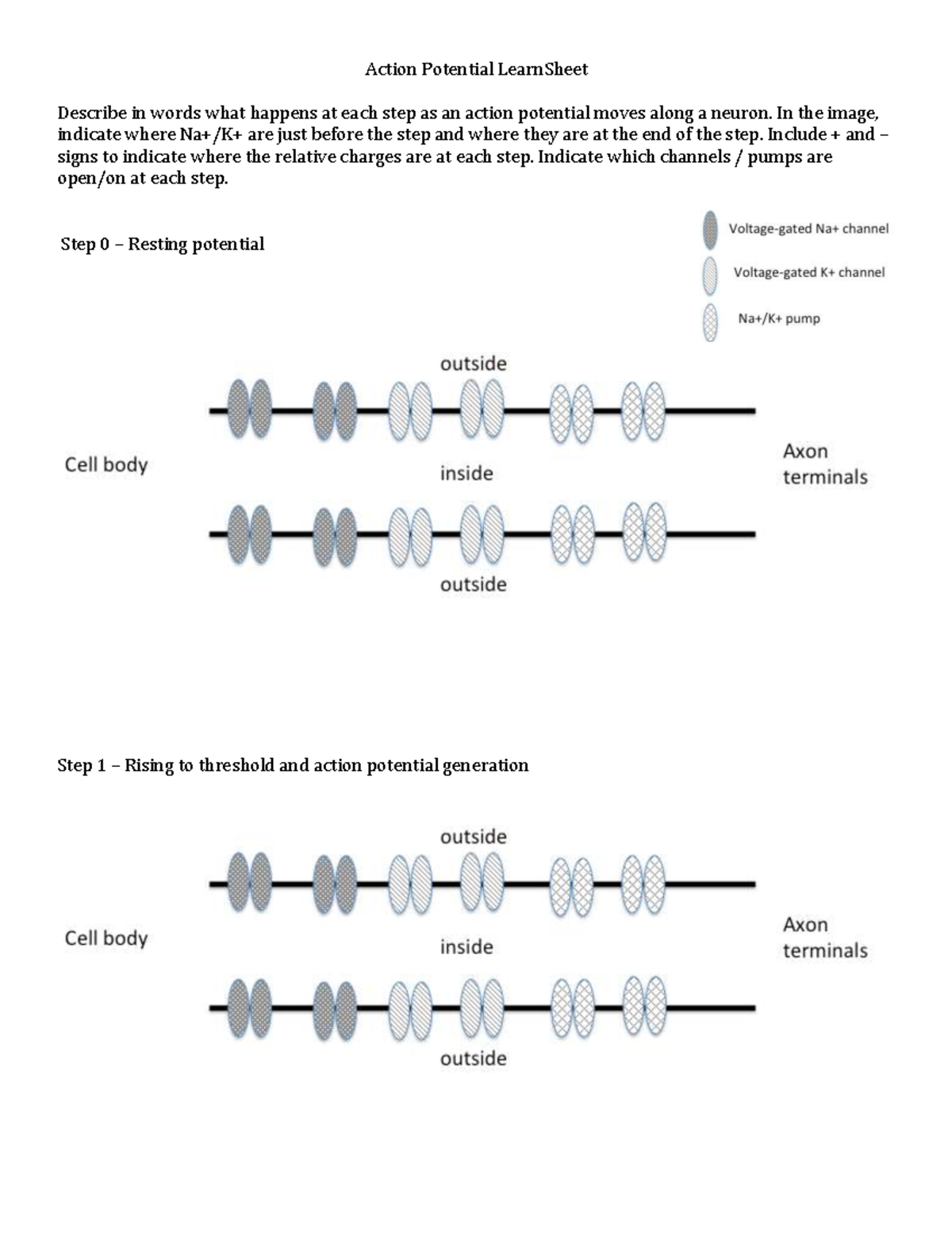 HW7 - Action Potential Steps and Charge Changes Explained - Studocu