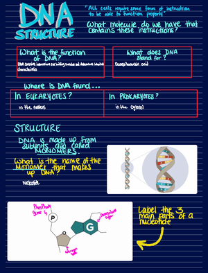 DNA Structure and Function: Understanding the Double Helix - Name - Studocu