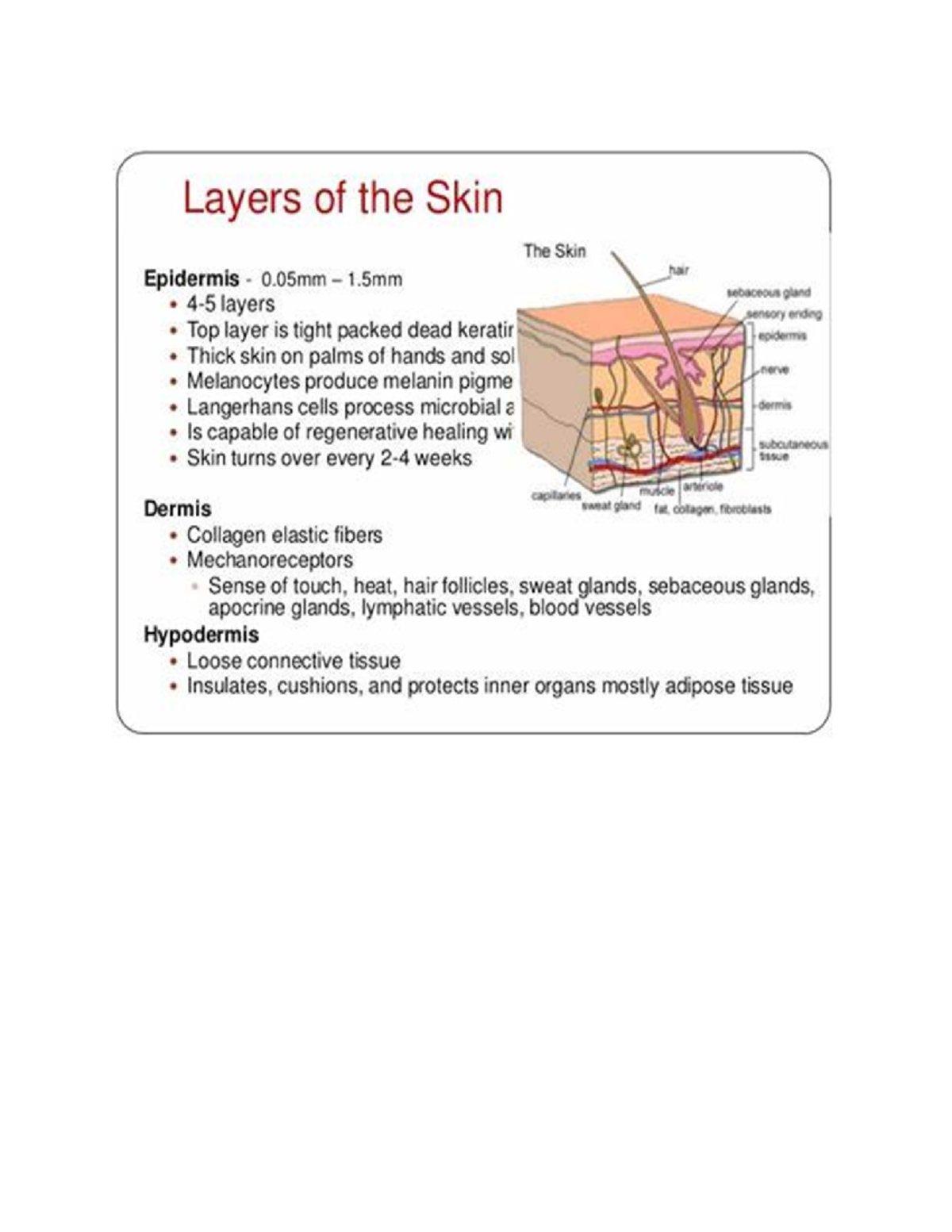 Skin Anatomy Overview: Understanding the Epidermis, Dermis, and ...