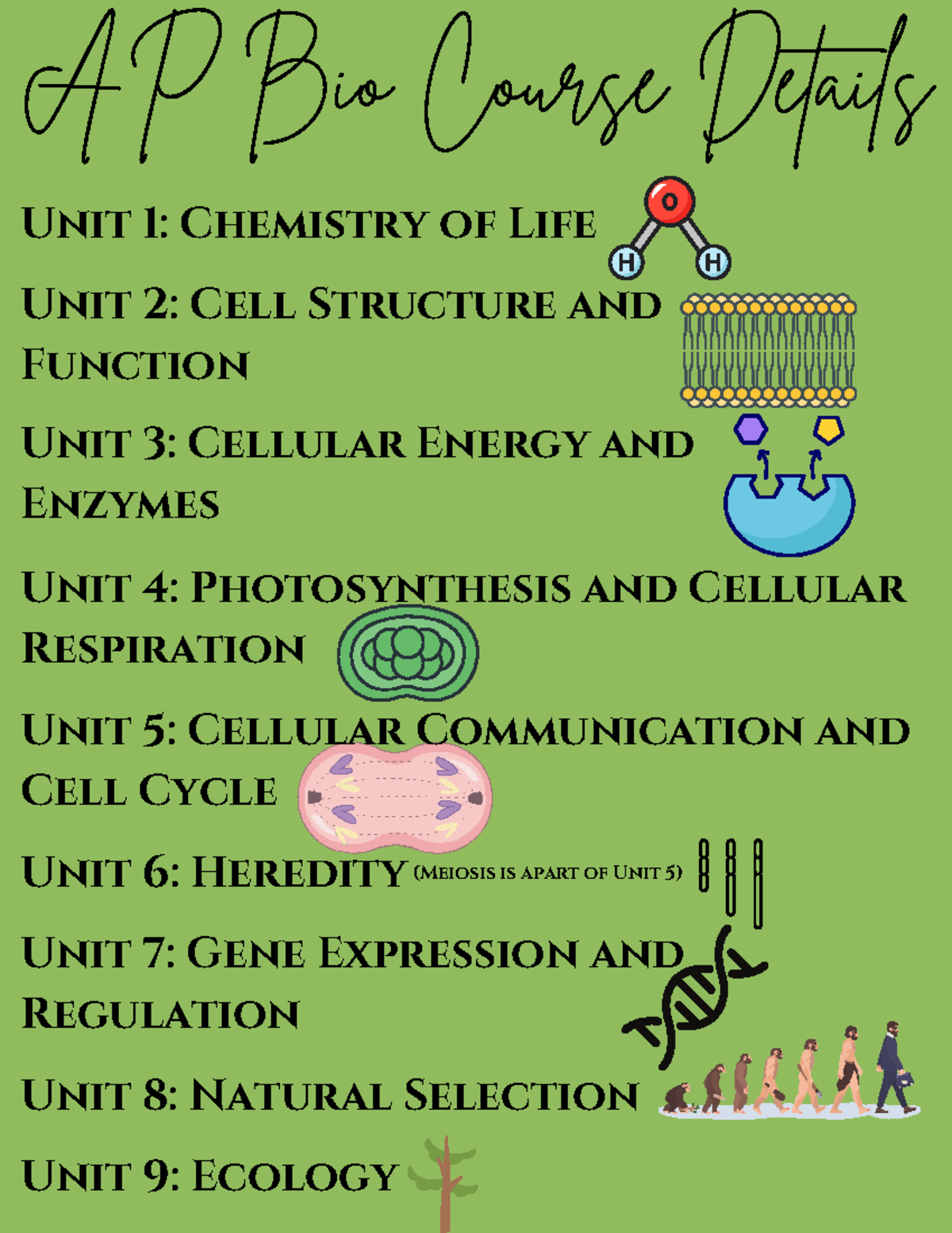 Bio flier - skib - Unit 4: Photosynthesis and Cellular Respiration AP ...