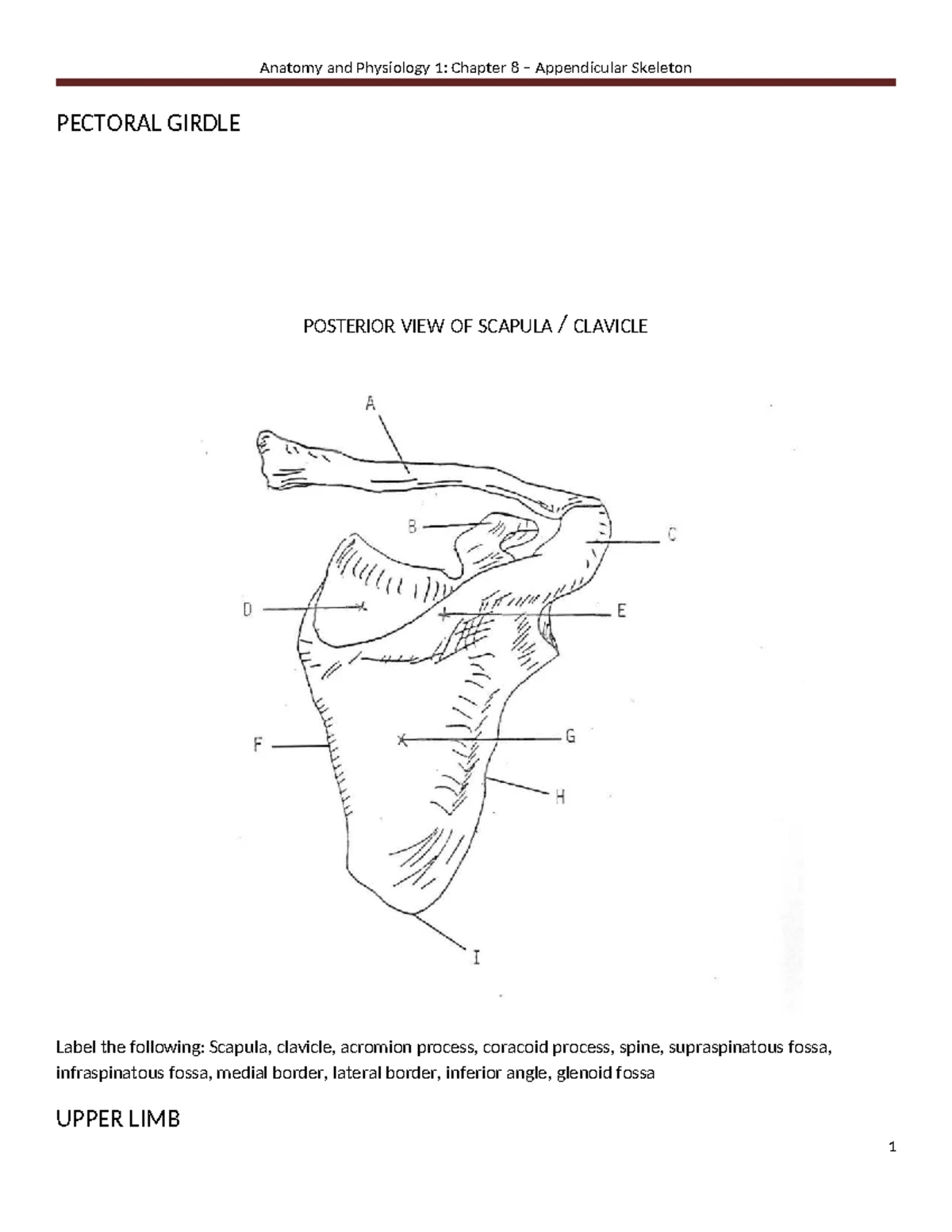 Bio 223 Lab 3: Axial Skeleton Study Guide and Key Components - Studocu
