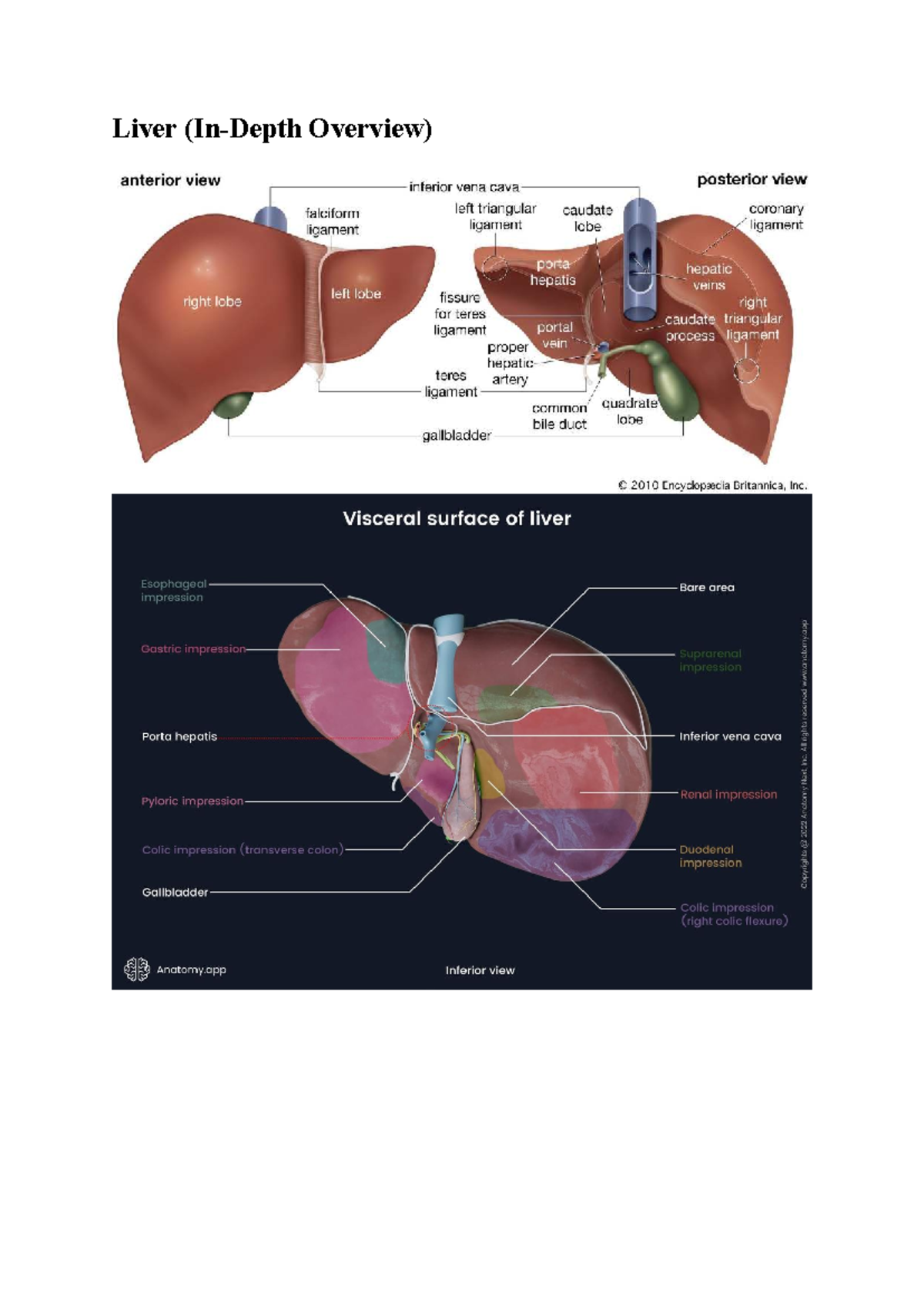 Liver Overview: Functions, Location, and Importance - Studocu