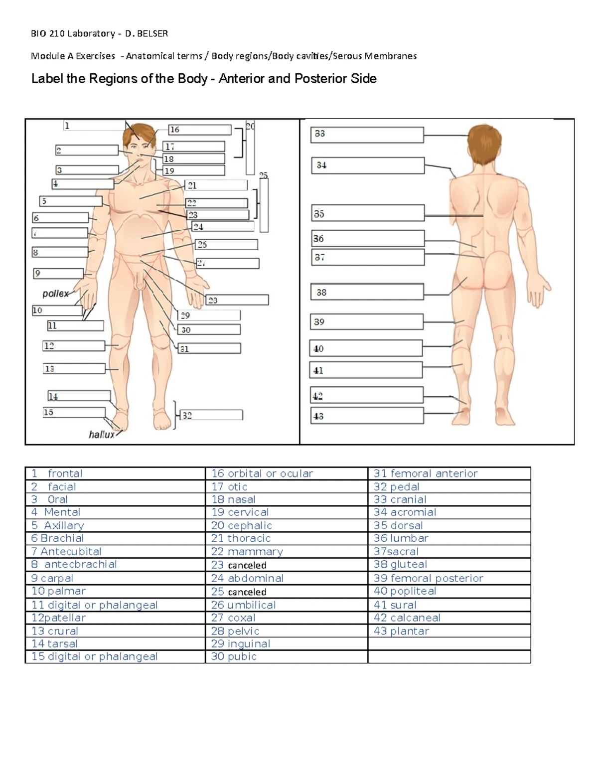 解剖学 1 Anatomy 1 Anatomy + Physiology 1 (LAB Chapter 1) - Summer session
