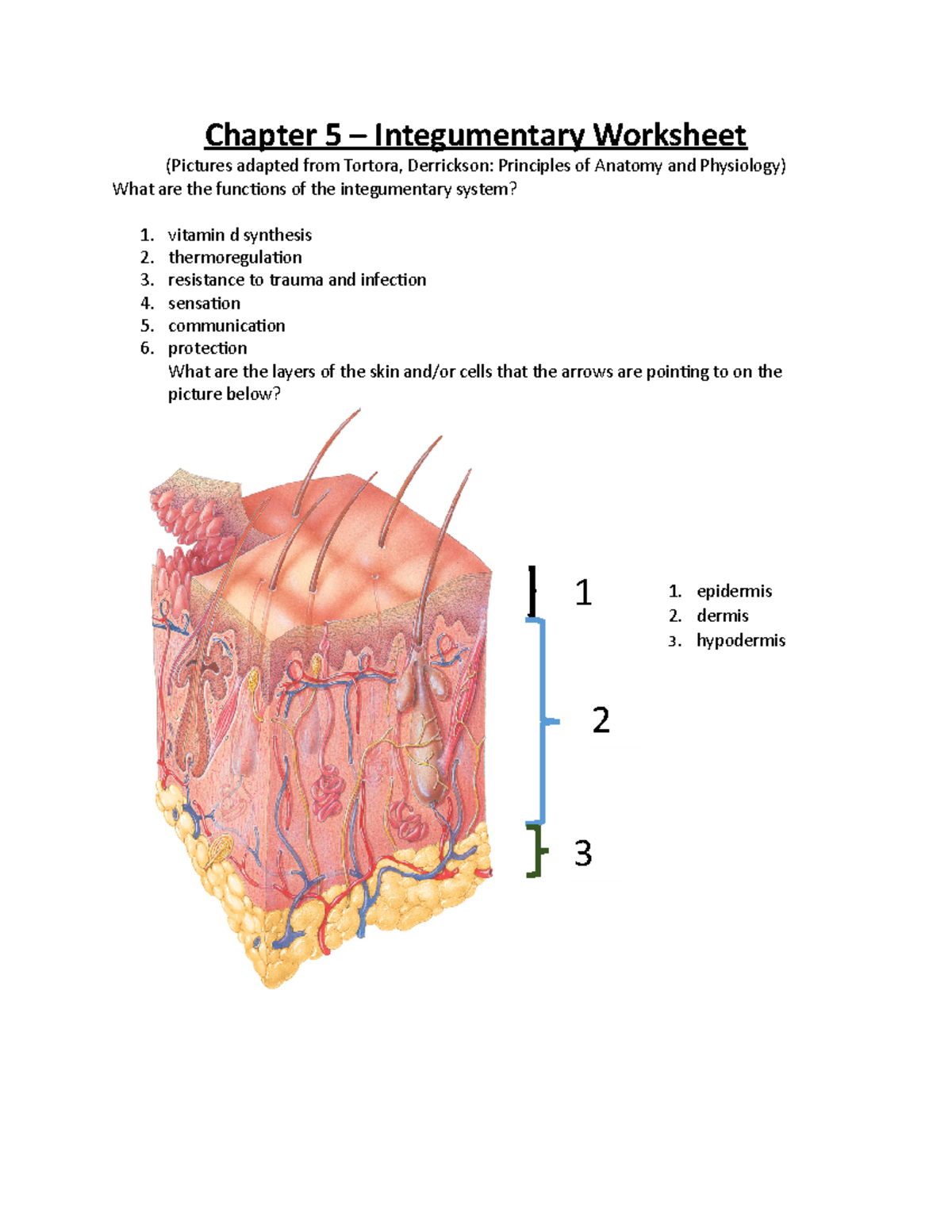 Integumentary system worksheet bios251 - Chapter 5 – Integumentary ...