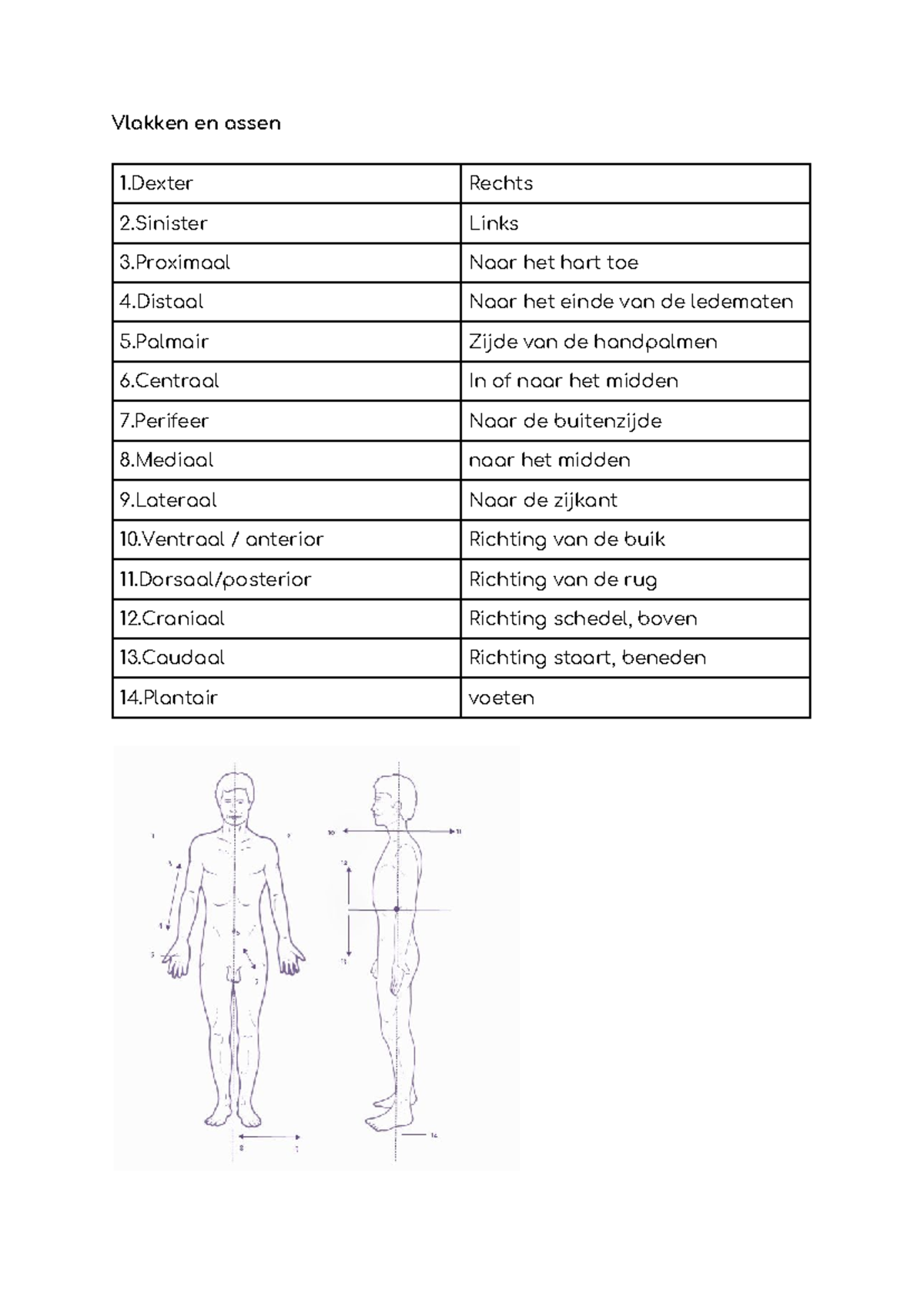 anatomische-en-radiologische-terminologie-in-latijnse-namen-studeersnel