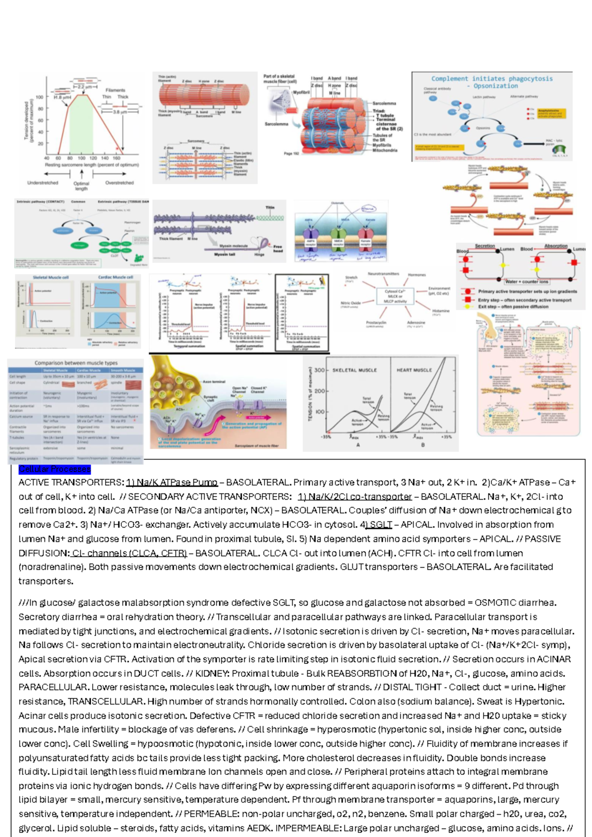 Final Exam Cheat Sheet for Biosci 107: Cellular Processes ...