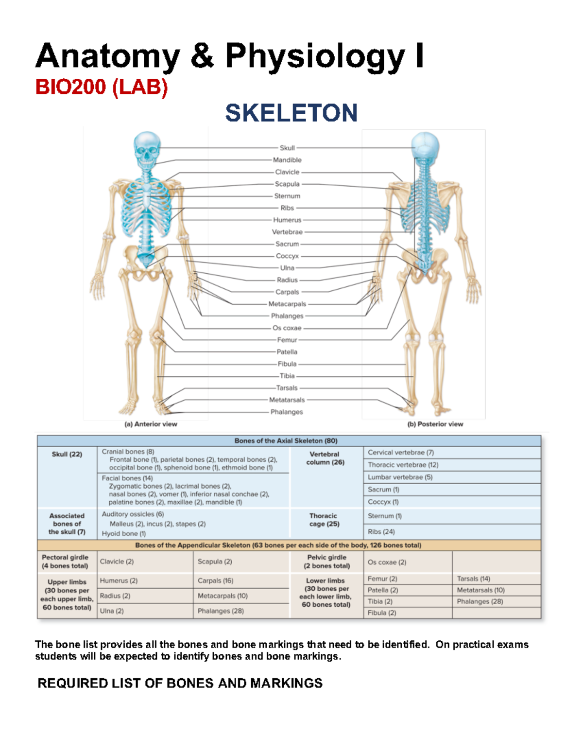 Anatomy & Physiology I (BIO200) Lab: Essential Bone Identification ...