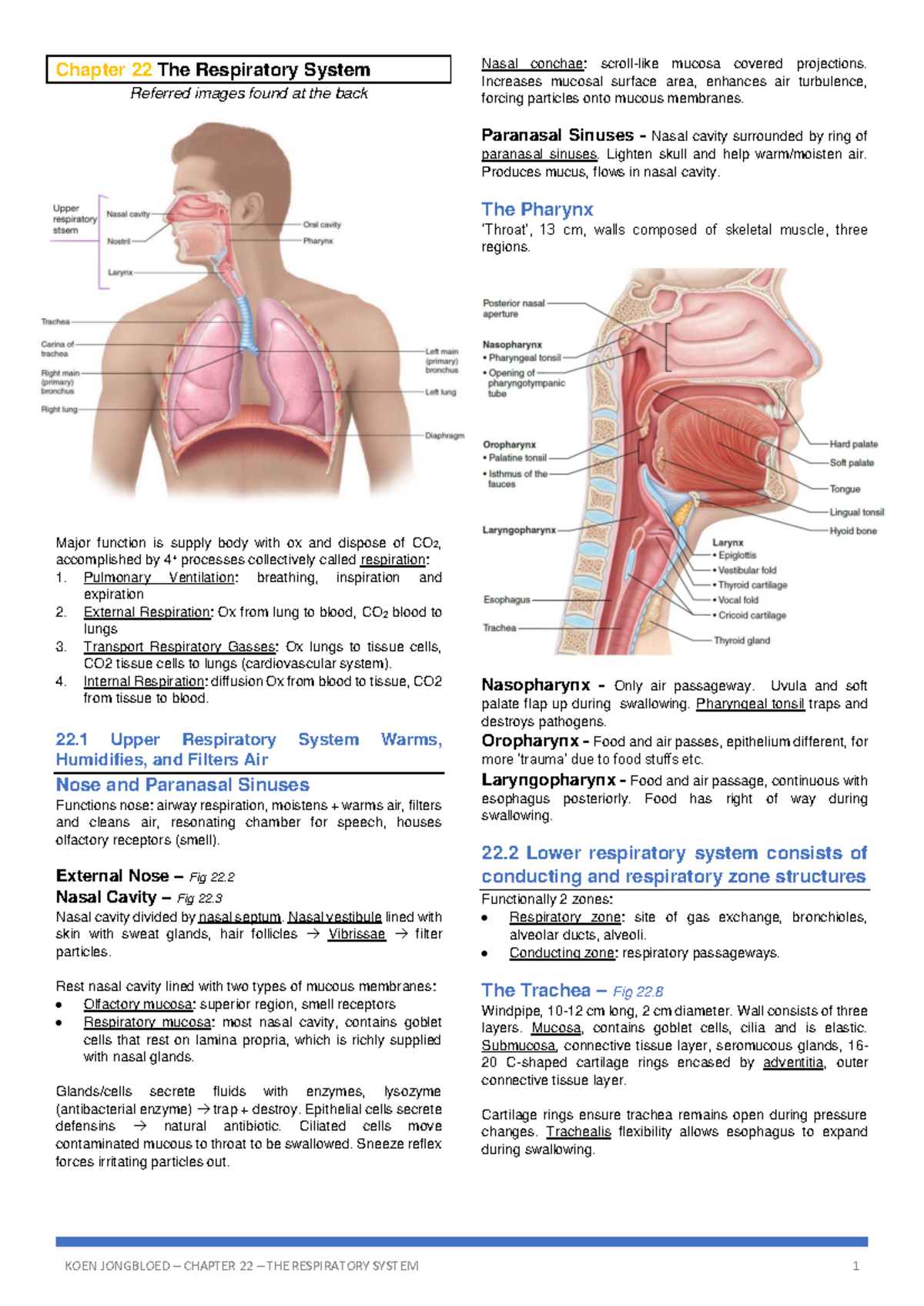 Anatomy - Chapter 22: The Respiratory System Overview and Functions ...
