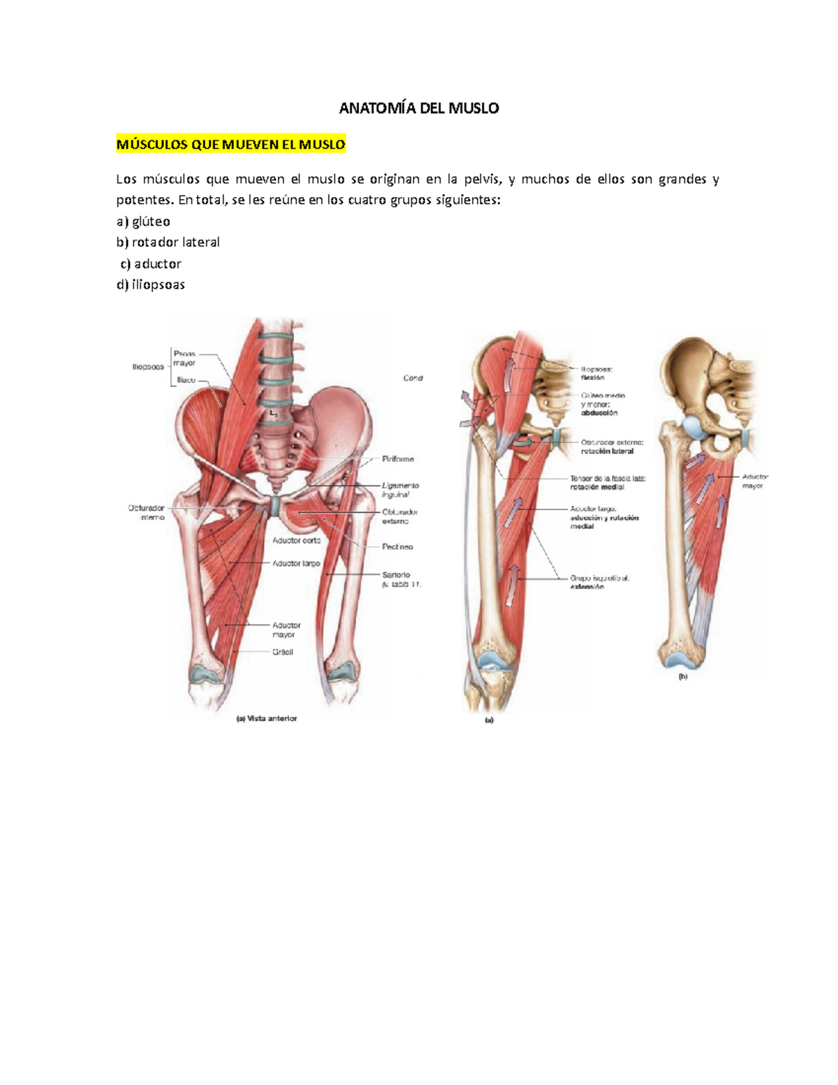 Anatomía Del Muslo Posterior