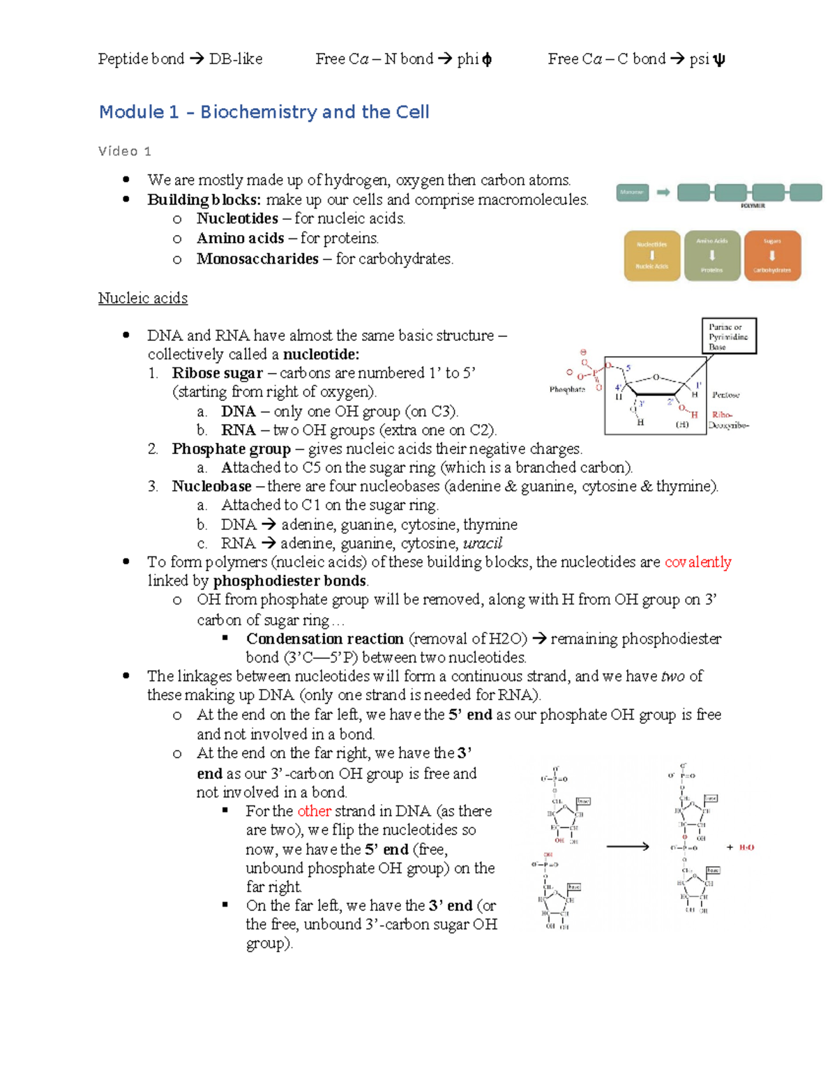 Midterm Study Notes for BIOCHEM 2EE3: Key Concepts and Structures - Document Preview