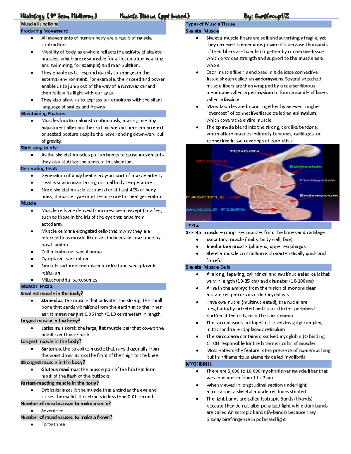 Histology (1st Sem Midterm) Muscle Tissue Overview and Functions - Studocu