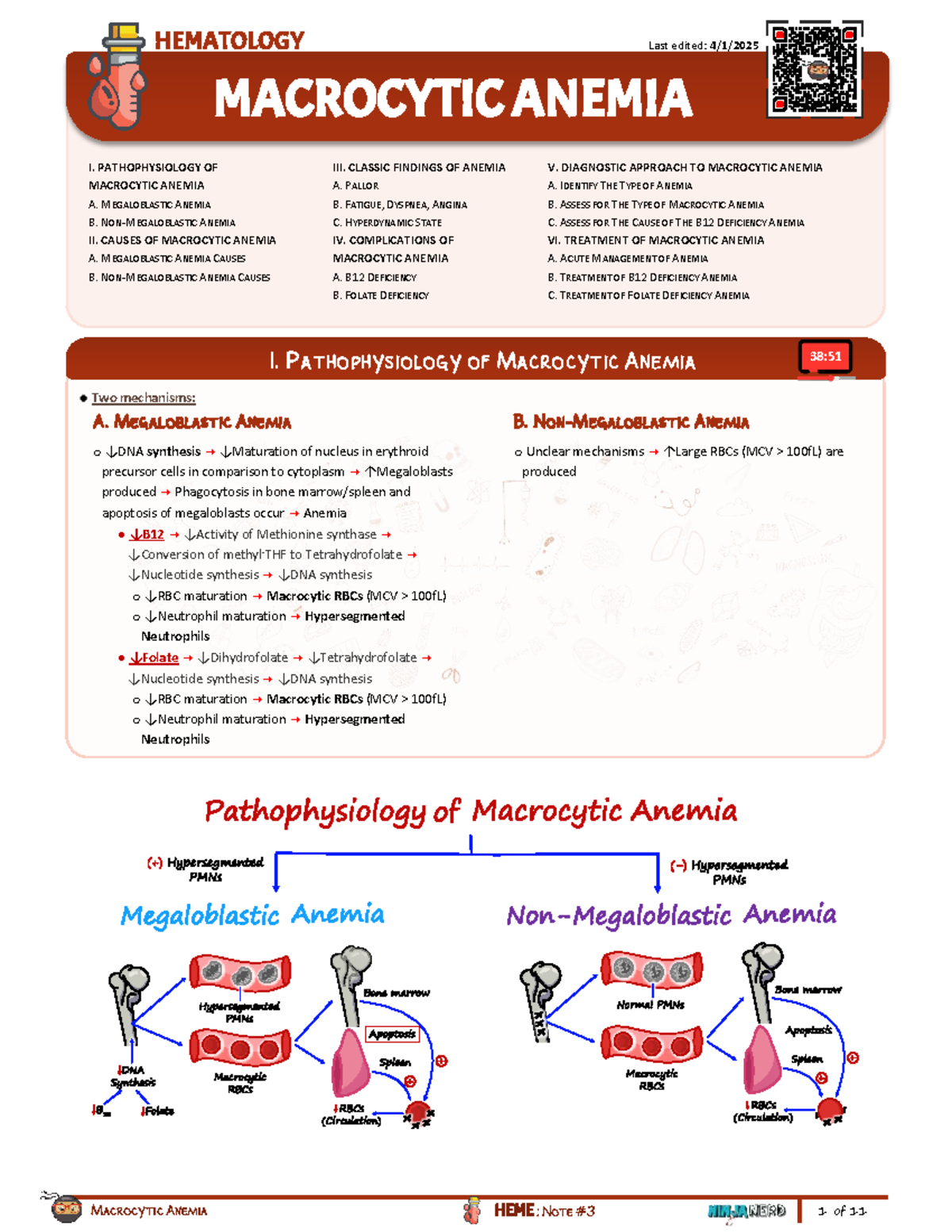 HEME-03 Macrocytic Anemia: Pathophysiology, Causes, and Treatment Notes ...