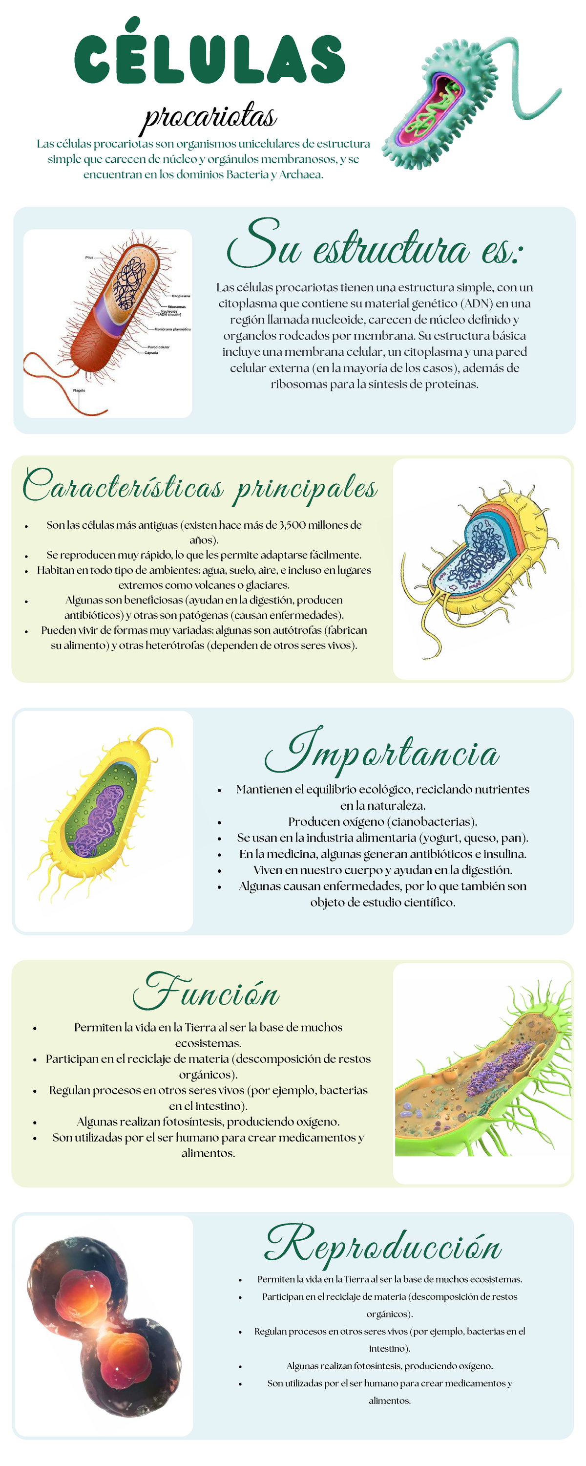 CÉlulas Procariotas: Estructura, Función y Importancia - Document Preview