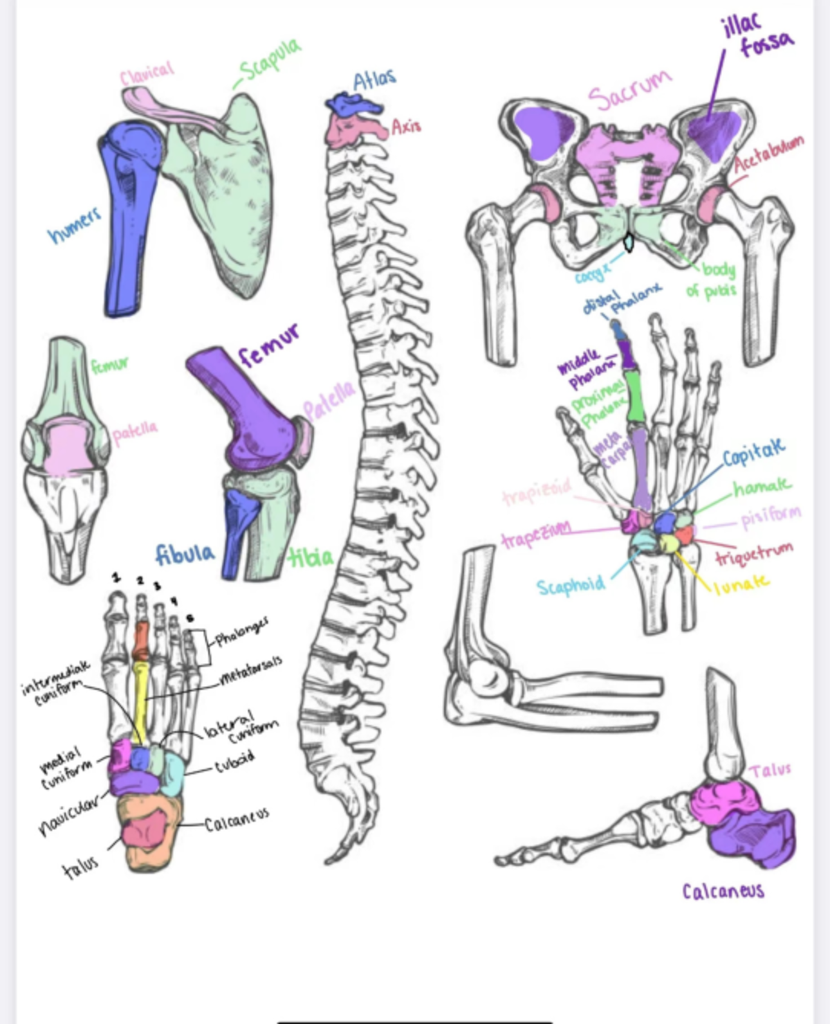 IMG 2722 - Detailed Notes on Human Bone Structure and Functions - Studocu