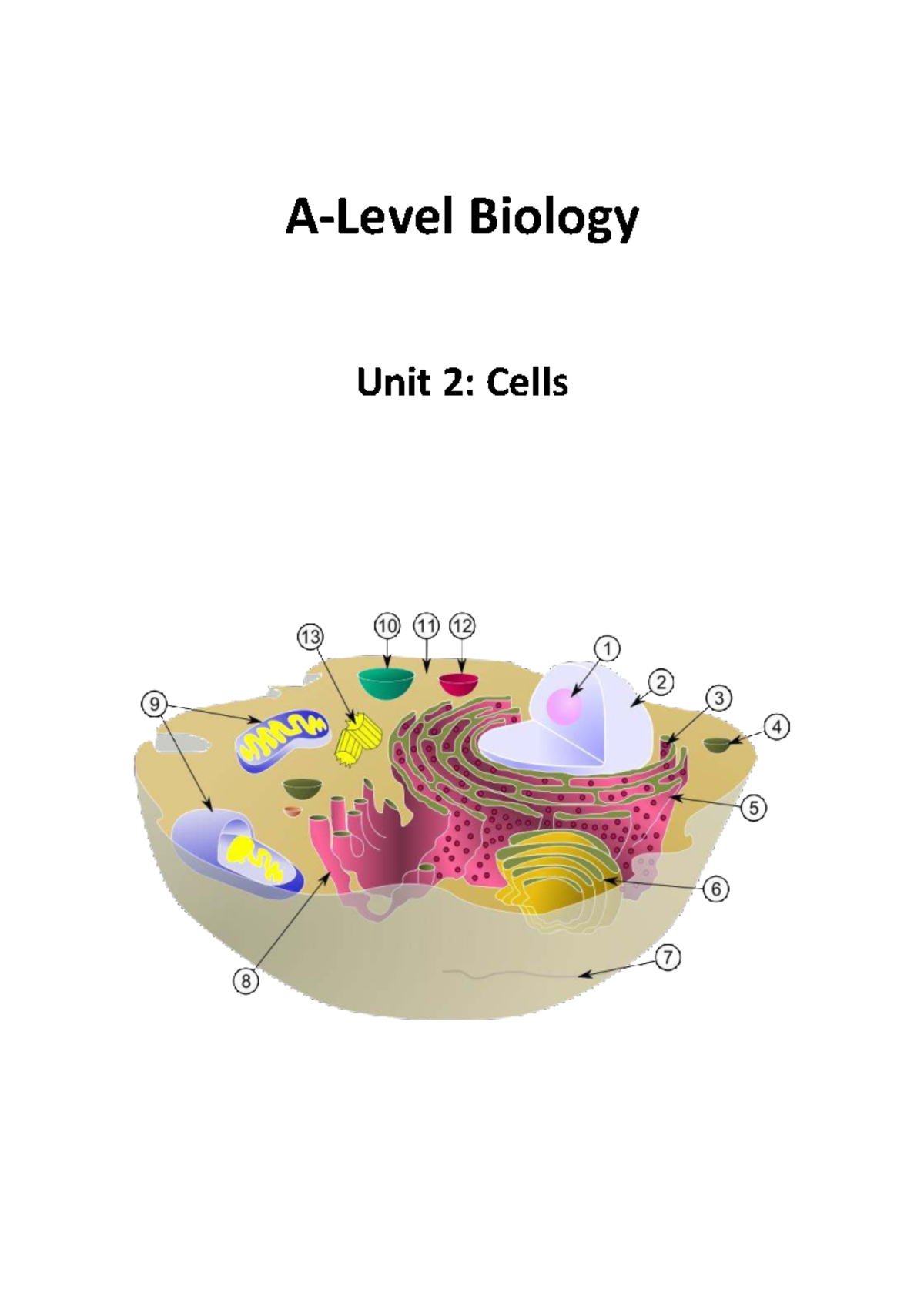 Biology Unit 2: Eukaryotic and Prokaryotic Cell Structures - Studocu
